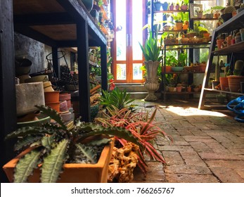 a lot of plants in garden shop room with wood shelf of cactus pot and garden tree and garden equipment tool with sunlight through glass door 