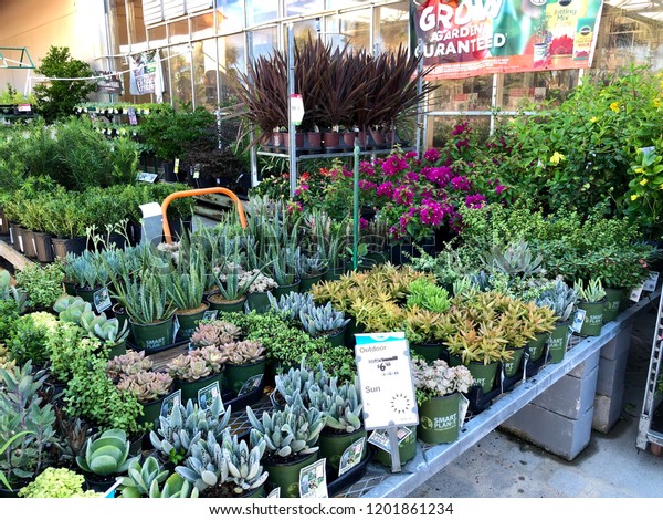Plants Gardening Section Home Depot Saint Stock Photo Edit Now