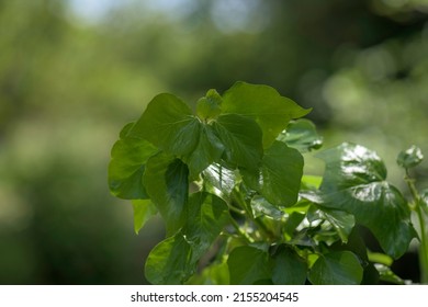 Plants Of Green At Lee Valley Park