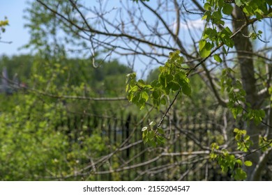 Plants Of Green At Lee Valley Park