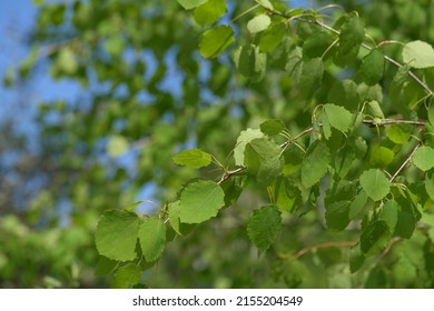 Plants Of Green At Lee Valley Park