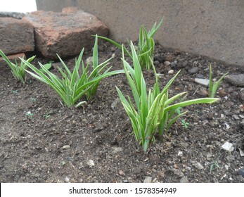 Plants in green yard after given organic fertilizer