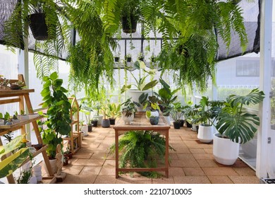 Plants In Greenhouse At Garden,no People.