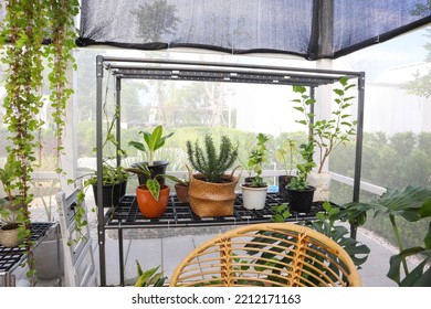 Plants In Greenhouse At Garden,no People.
