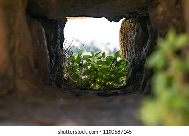 The Plants Grew In The Niche Of A Small Window Opening In The Wall Of The Old City. How The Seeds Got There, You Can Only Imagine.