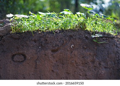 Plants Grow And Natural Soil Cross Section