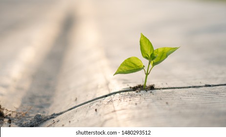 The plants grow on the cement floor with patience. - Shutterstock ID 1480293512