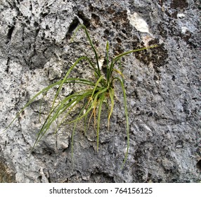 Asian parasitic leafless plants Mature law graduates alberta