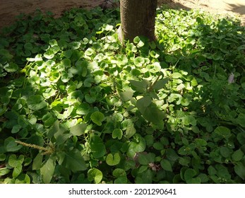 Plants Grow Under Tree, A Natural Photography Which Is Not Edited And Original Content.