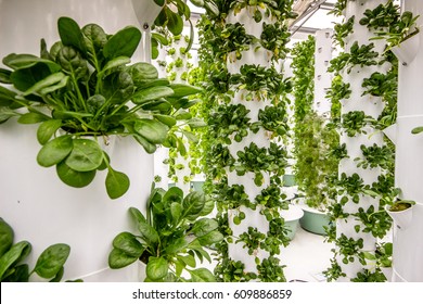 Plants growing at an aeroponic food farm