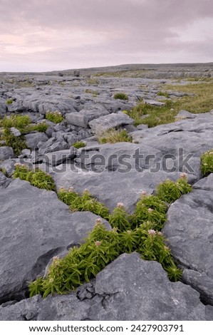 Plants growing amongst the limestone pavement, the burren, county clare, munster, republic of irelan (eire), europe