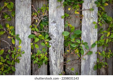 Plants Growing Up An Old Weathered Fence