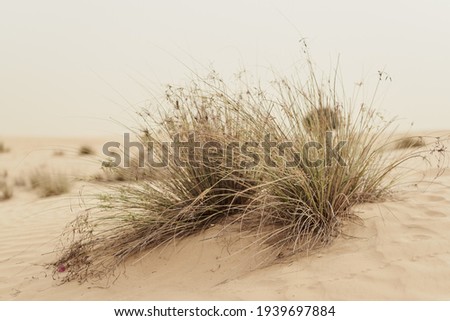 beach walk Calm