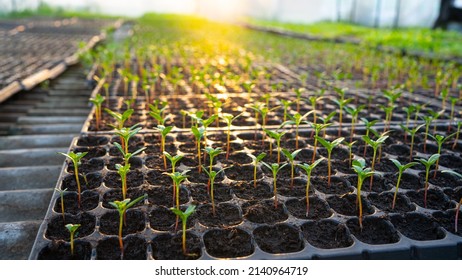 Plants are growing from seeds in trays. in the greenhouse seedling nursery.growth of dicots.
The image of the crops in the background is sunlight.It conveys effort, freshness, cleanliness, and warmth. - Shutterstock ID 2140964719