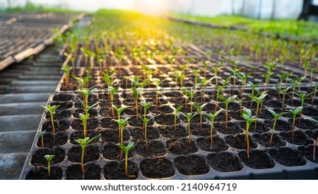 Plants are growing from seeds in trays. in the greenhouse seedling nursery.growth of dicots.
The image of the crops in the background is sunlight.It conveys effort, freshness, cleanliness, and warmth.