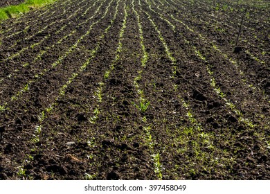 Plants Growing Up In The Soil Cultivation