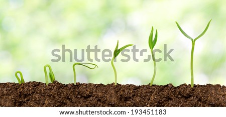 Plants growing from soil - Plant progress