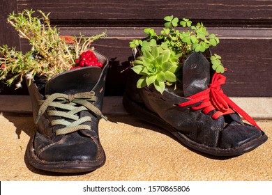 Plants Growing Tattered Shoe Leather Shoes Stock Photo (Edit Now ...