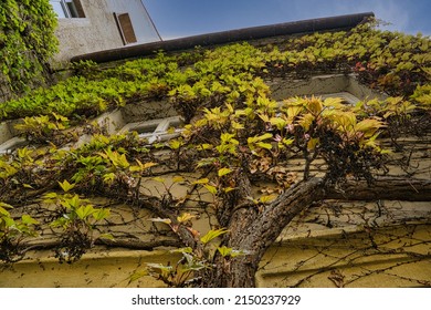 Plants Growing Up The Wall