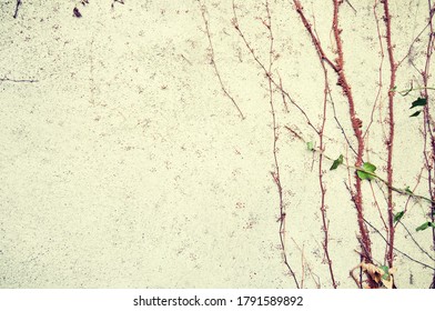 Plants Growing Up Wall Background