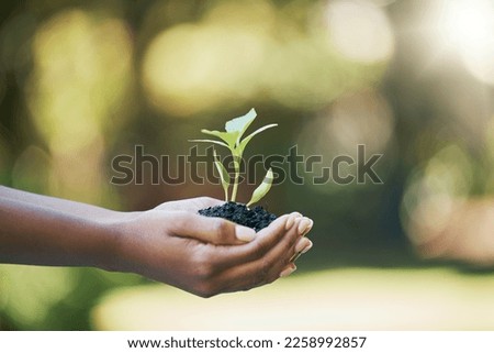 Plants growth, hands and sustainability, eco friendly or earth day gardening in nature, agriculture or agro farming hope. Green leaves, environment and sustainable person palm for natural development