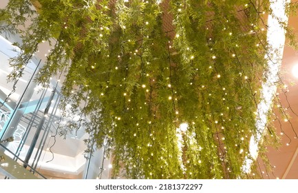 
plants hanging from the ceiling of the building with twinkling lights - Powered by Shutterstock