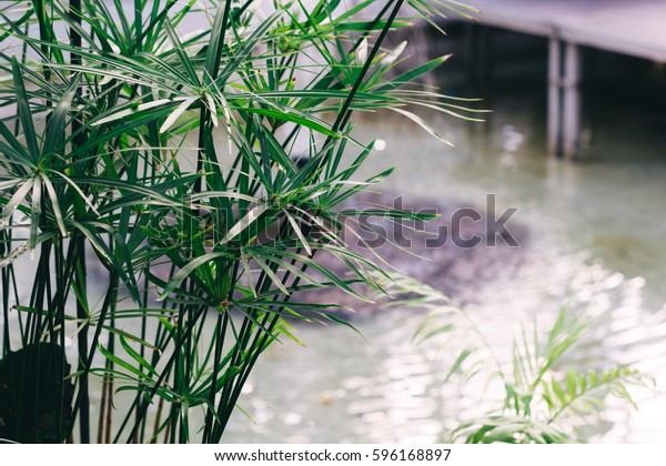 Plants House Decoration Bamboo Palm Leaves Stock Photo Edit Now