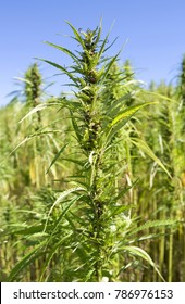 Plants: Industrial Hemp Field In Eastern Thuringia