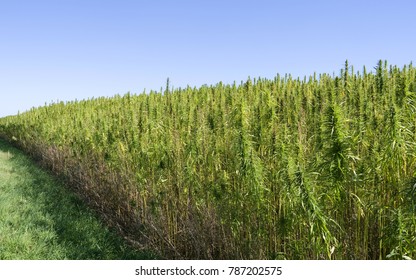 Plants: Industrial Hemp Field In Eastern Thuringia