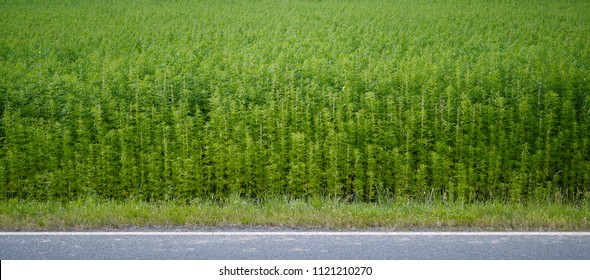 Plants: Industrial Hemp Field At The Edge Of An Asphalted Country Road In Eastern Thuringia