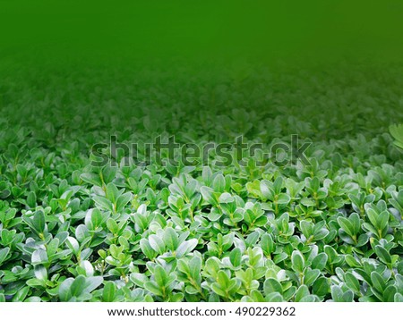 Plants Infinite Backdrop