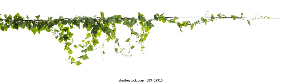 Plants ivy. Vines on poles on white background, Clipping path