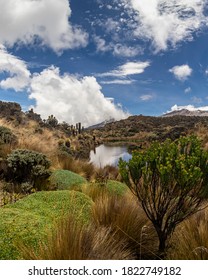 Plants And Lakes In Los Nevados National Natural Park In Colombia