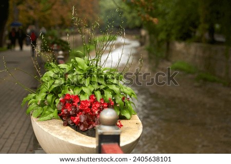 Plants in landscape design. Vase with ornamental plants on the parapet by the river in the park. Autumn. Rainy day.                               