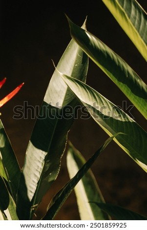 plants with lights and shadows.