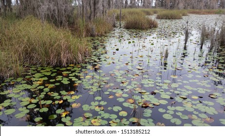 Plants And Lily Pads On Lake Butler At The Tibet Butler Nature Preserve In Orlando Florida