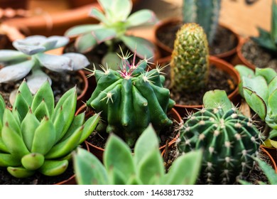 Cute Plant Pot Stock Photos Images Photography Shutterstock