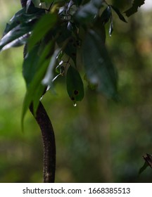 Plants In Iguazú National Park, Argentina            