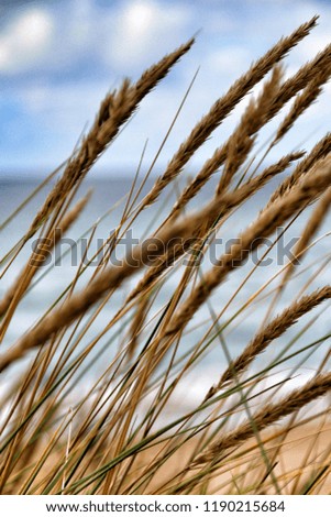 Similar – Image, Stock Photo marram grass Marram grass