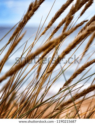 Similar – Image, Stock Photo marram grass Marram grass