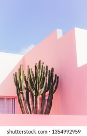 Plants On Pink Concept. Cactus On Pink Wall Background. Minimal Plant Art