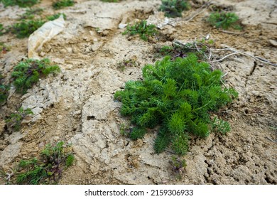 Plants On Sandy Cracked Ground