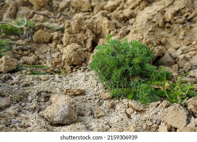 Plants On Sandy Cracked Ground