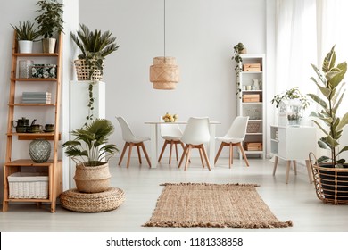 Plants on shelves and rug in white apartment interior with chairs at dining table under lamp. Real photo