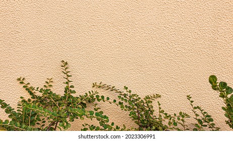 Plants On A Stone Background. Branches With Green Leaves, Flowers. Summer Harvest, Summer Cottage. Backgrounds