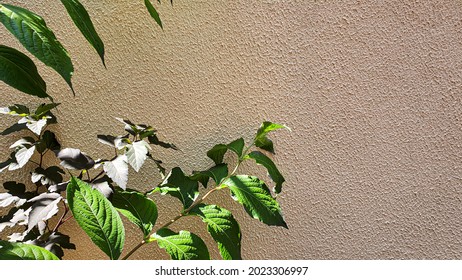 Plants On A Stone Background. Branches With Green Leaves, Flowers. Summer Harvest, Summer Cottage. Backgrounds