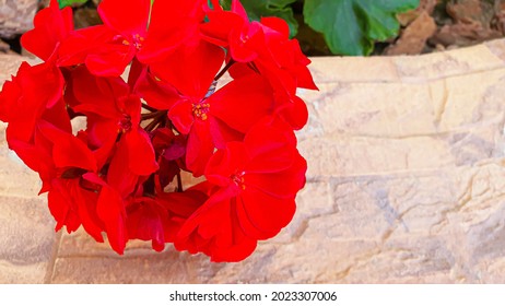 Plants On A Stone Background. Branches With Green Leaves, Flowers. Summer Harvest, Summer Cottage. Backgrounds