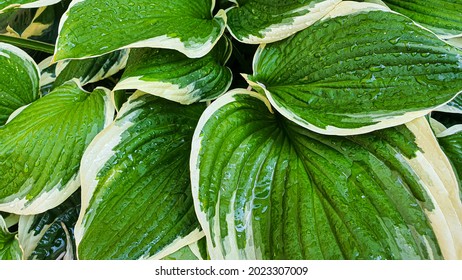 Plants On A Stone Background. Branches With Green Leaves, Flowers. Summer Harvest, Summer Cottage. Backgrounds