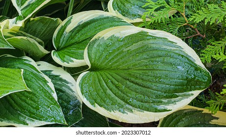 Plants On A Stone Background. Branches With Green Leaves, Flowers. Summer Harvest, Summer Cottage. Backgrounds