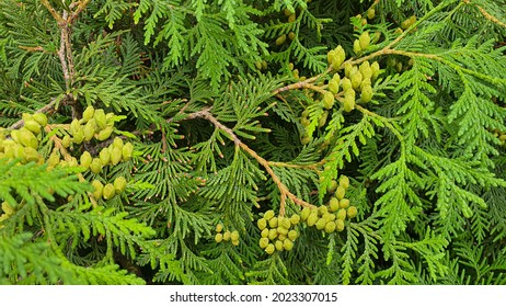 Plants On A Stone Background. Branches With Green Leaves, Flowers. Summer Harvest, Summer Cottage. Backgrounds